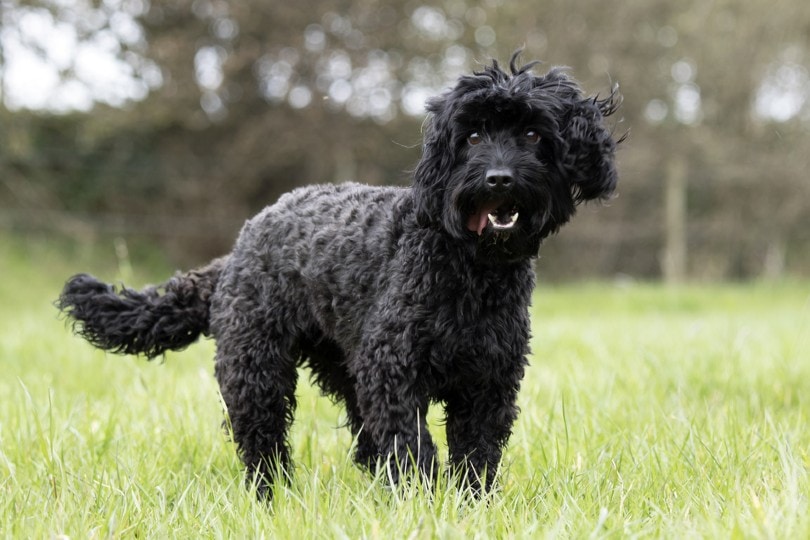 Black Cockapoo: Info, Pictures, Facts & History