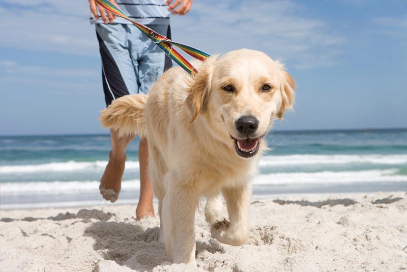 8 Dog-Friendly Beaches in Alabama in 2026: Off-Leash & On-Leash Places to Visit