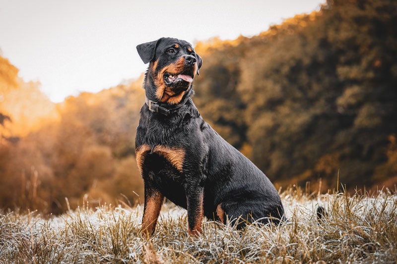 Are Rottweilers Good for First-Time Owners? Vet-Reviewed Facts & FAQ