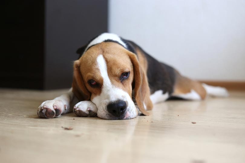 Lead Poisoning in Dogs: Our Vet Explains Causes, Signs & Care