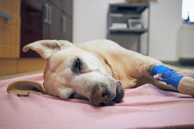 Hemangiosarcoma in Dogs: Causes, Symptoms, and Care (Vet Answer)