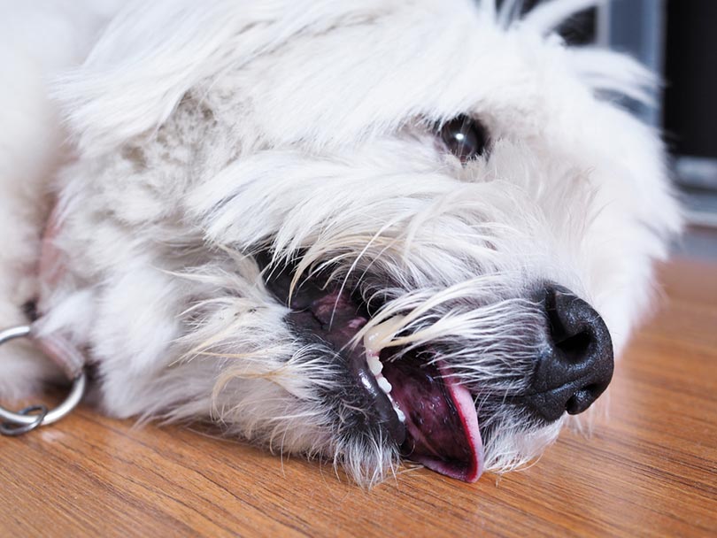 Can Dehydration Cause Seizures in Your Dog? Our Vet Explains Important Facts & FAQ