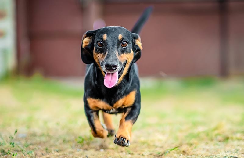 How Much Exercise Do Dachshunds Need? Vet-Reviewed Facts & FAQ