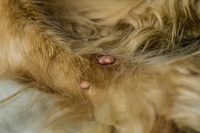 Histiocytomas in Dogs: Our Vets Explain the Signs, Causes & Treatment