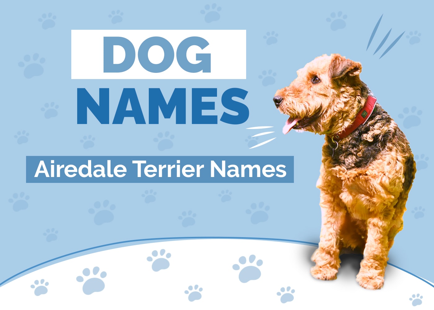 200+ Amazing Names for Airedale Terriers: Ideas for Curly Regal Dogs