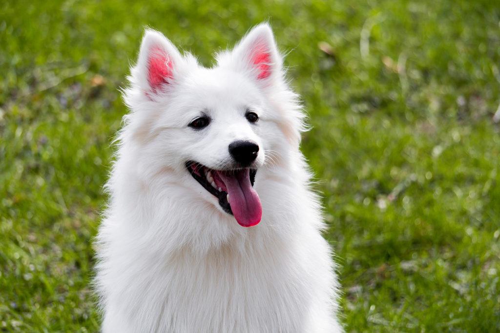 14 Small White Dog Breeds (With Info & Pictures)