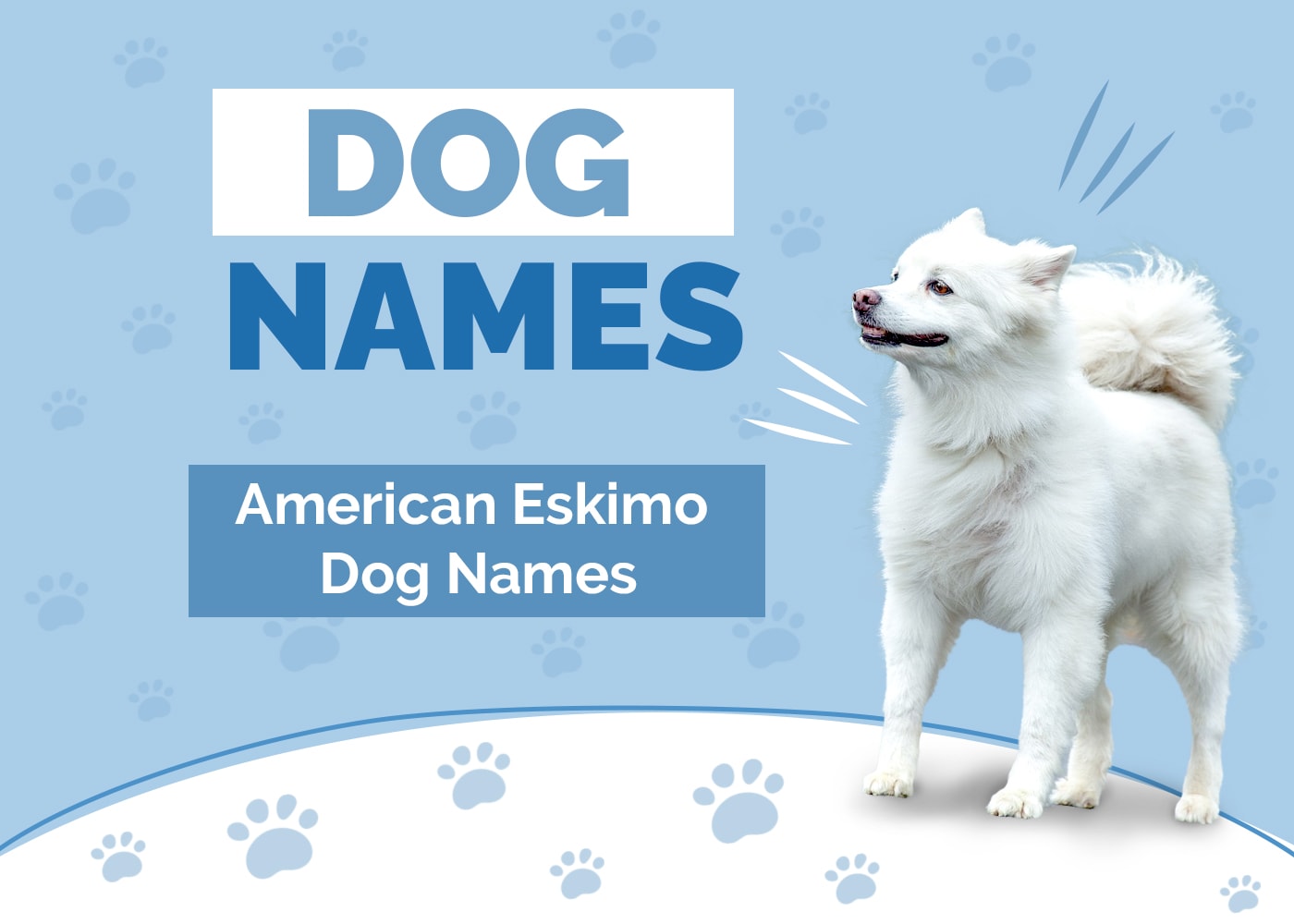 250+ Great Names for American Eskimo Dogs: Ideas for Sweet & Gentle Dogs