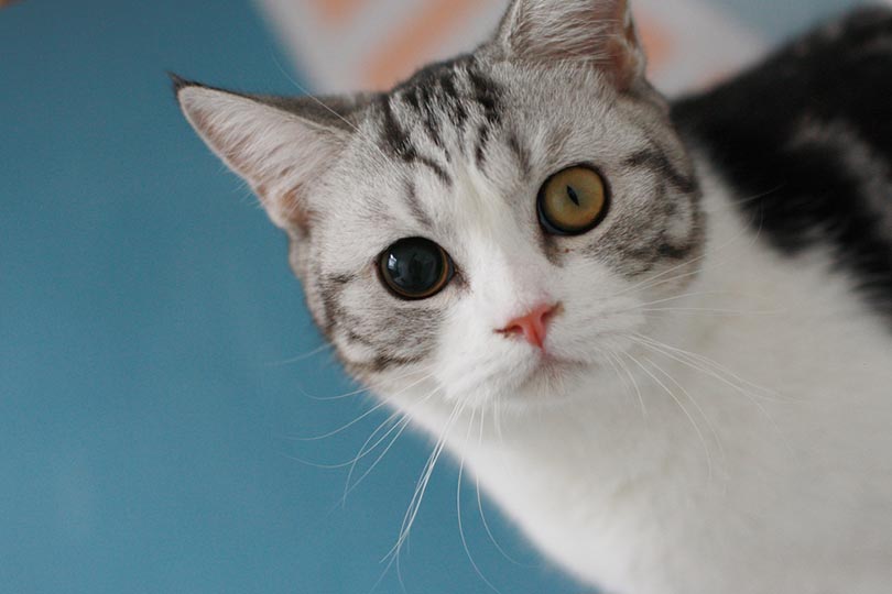 Anisocoria in Cats: Symptoms, Causes, and Care (Vet Answer)