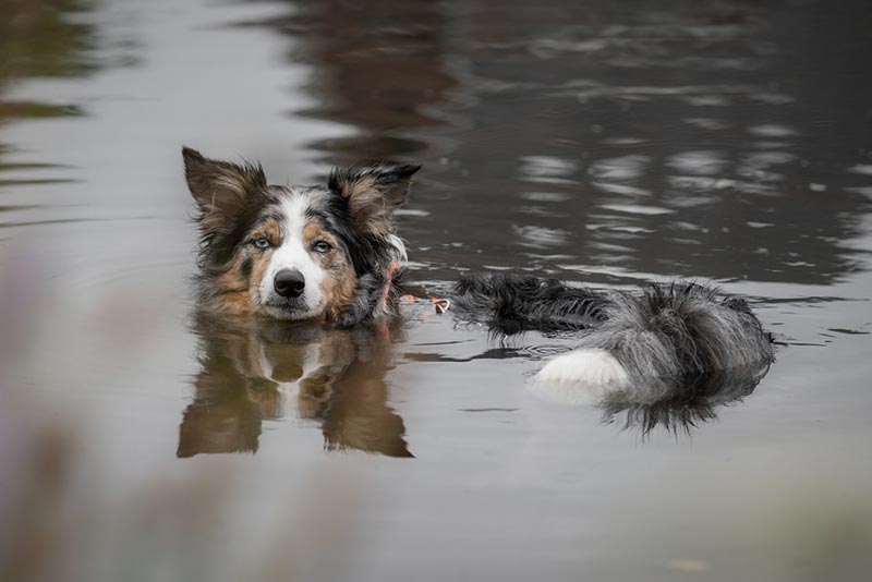 Can Australian Shepherds Swim? Do They Like Water?