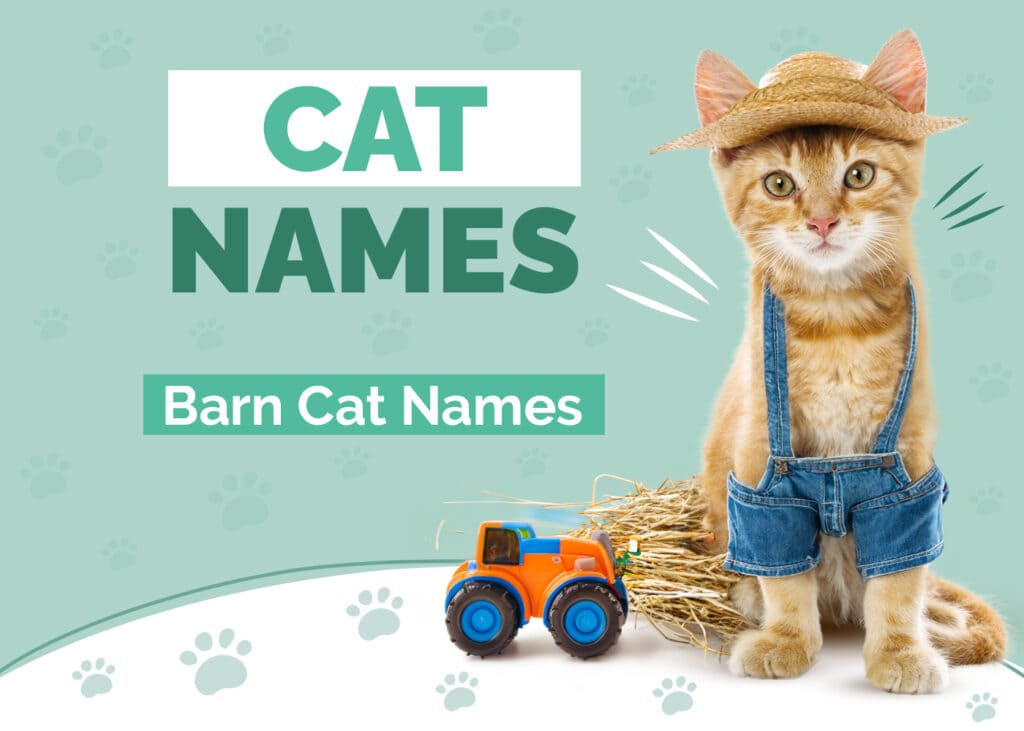 260 Barn Cat Names: Fun Options For Your Farm Pet