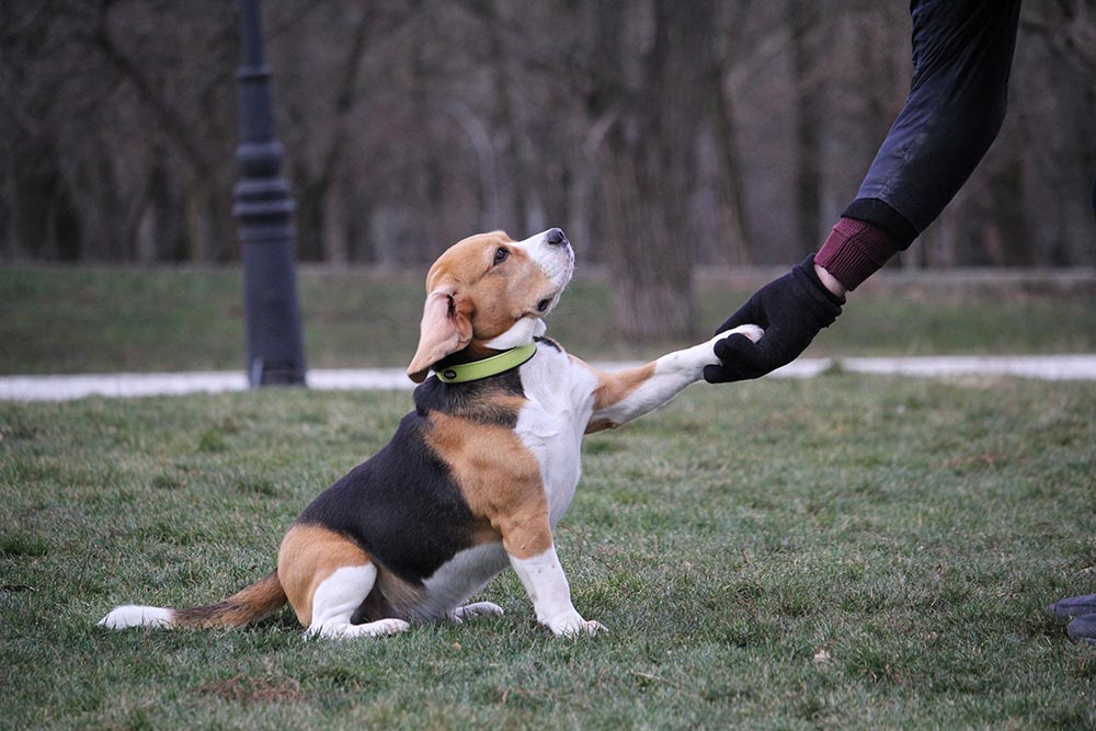 Are Beagles Hard to Train? How to Train a Beagle