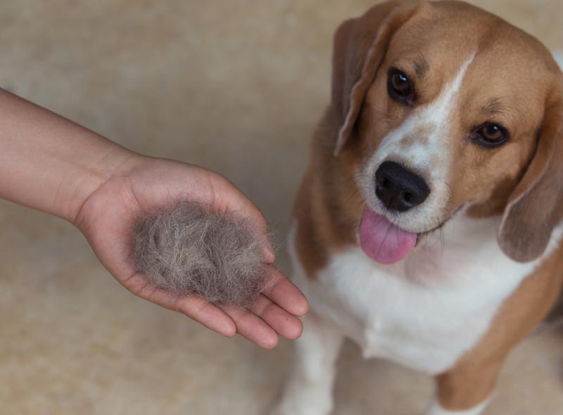 How Much Do Beagles Shed? Vet-Reviewed Facts & Advice