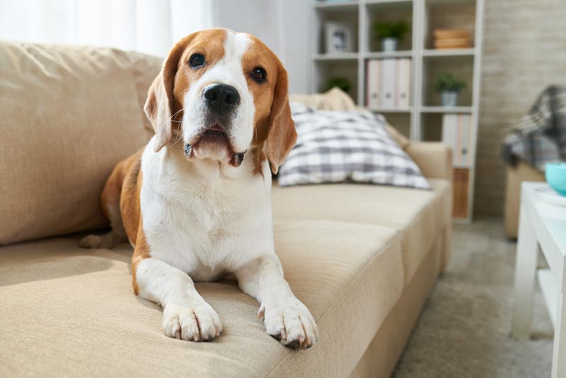 Can a Beagle Be Left Alone in the House? Vet Approved Advice