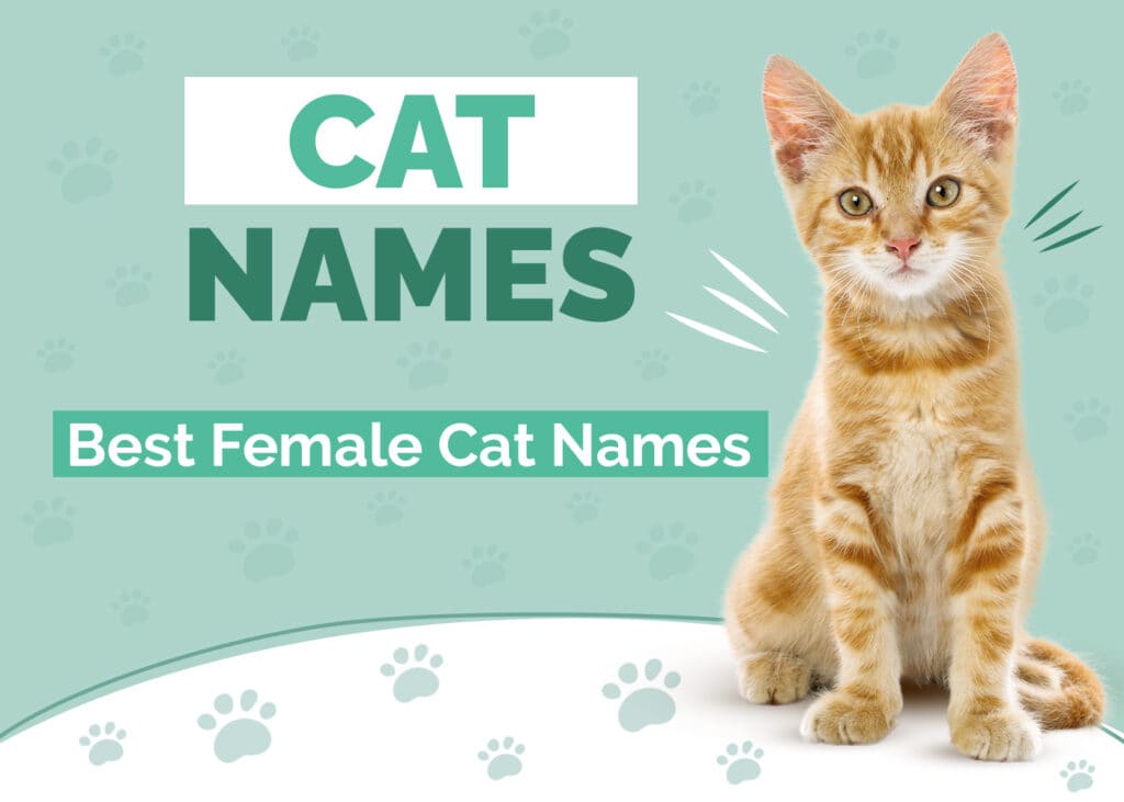 100+ Best Female Cat Names of 2026: Girly, Classic & More