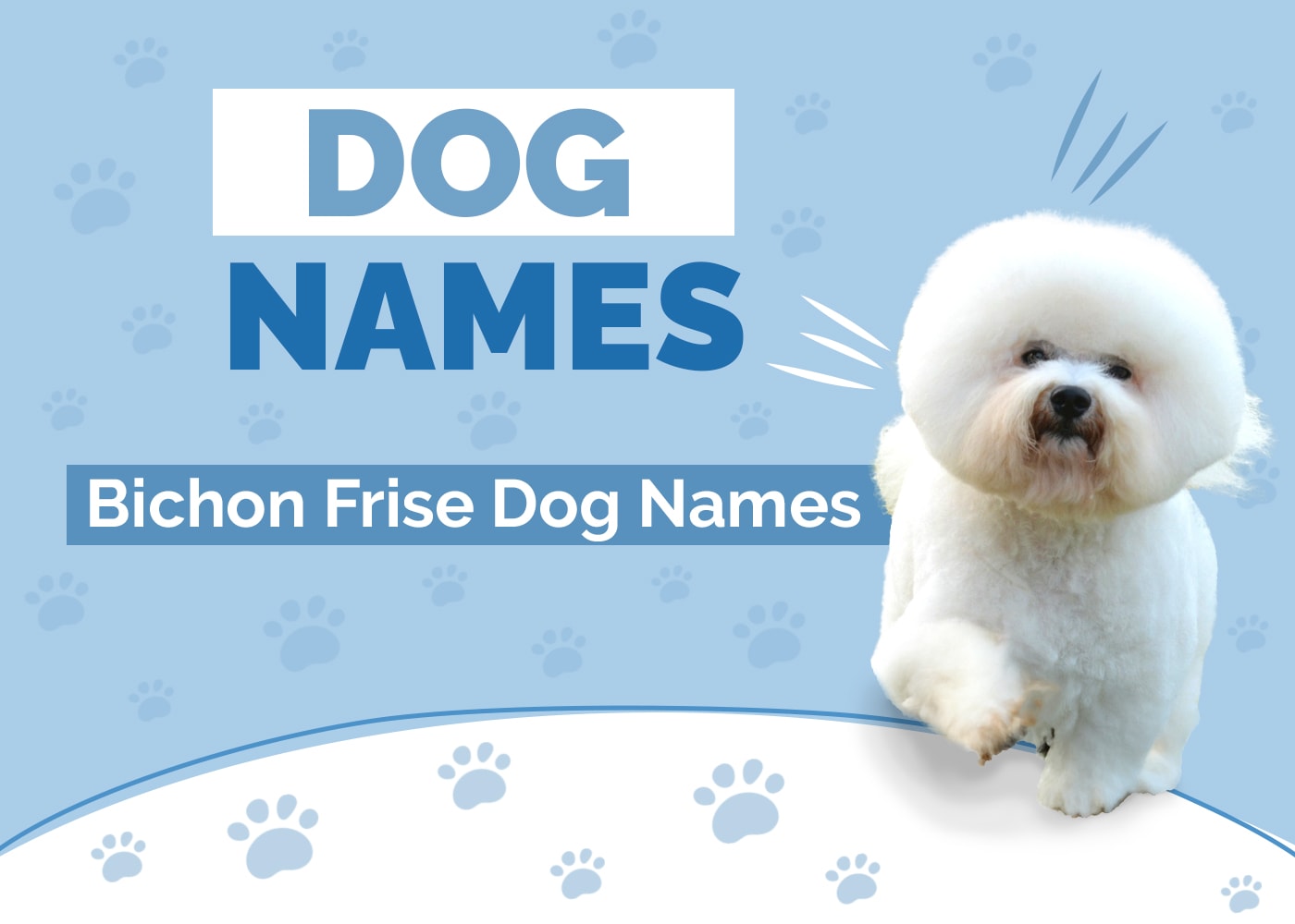 100+ Bichon Frise Names: Ideas for White & Fluffy Dogs