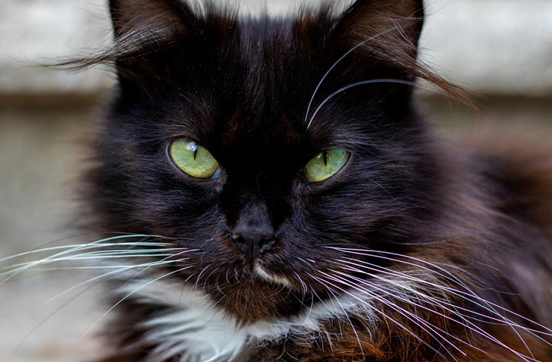Do All Black Cats Have Green Eyes? Facts, Characteristics & Supersititions