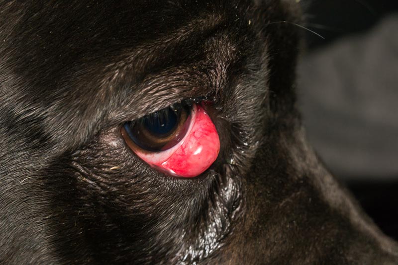 Can Cherry Eye in Cane Corsos Be Prevented? Vet-Reviewed Tips & Facts