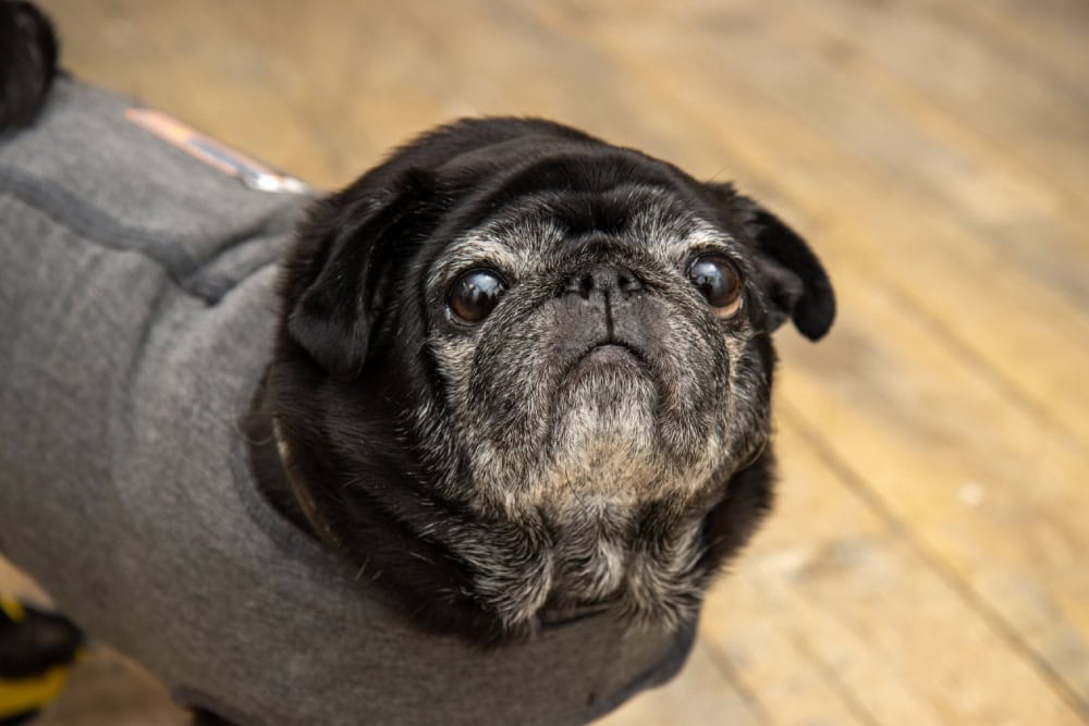10 Helpful DIY Dog Thundershirts You Can Make Today (With Pictures)