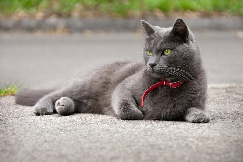 Will Calming Collars Work for Cats? Vet-Reviewed Effectiveness & Safety