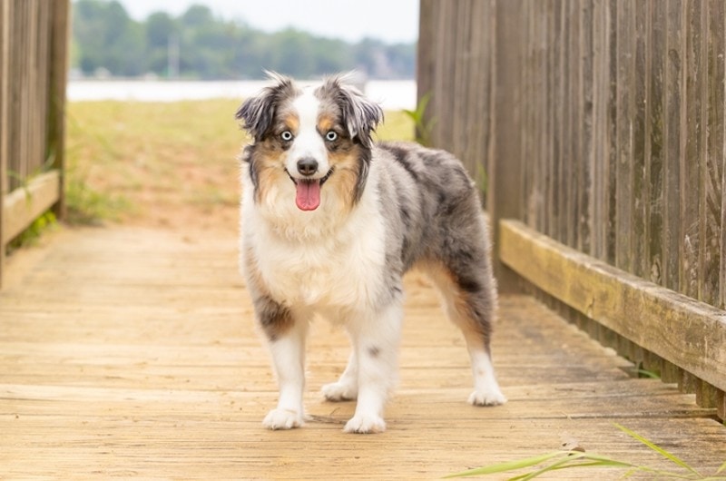 Blue Merle Australian Shepherd: Info, Pictures, History & Origin