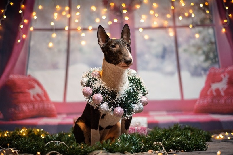 bull terrier with a christmas garland around his neck