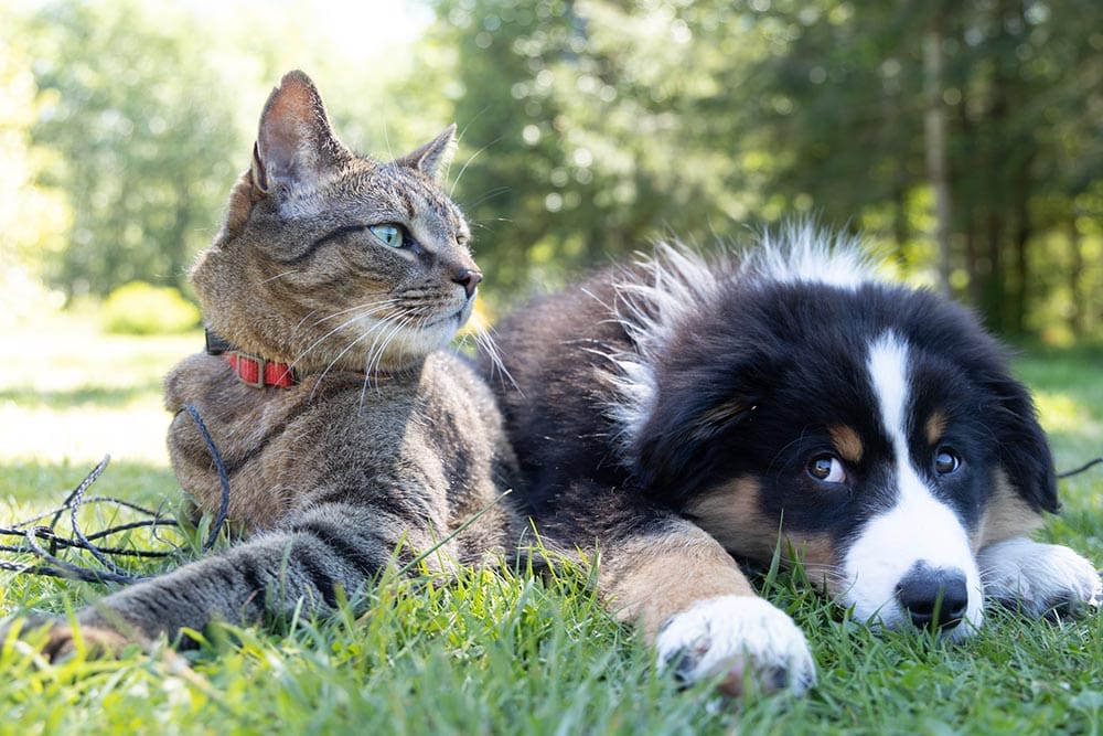 Are There More Cats or Dogs on Our Planet? The Surprising Answer