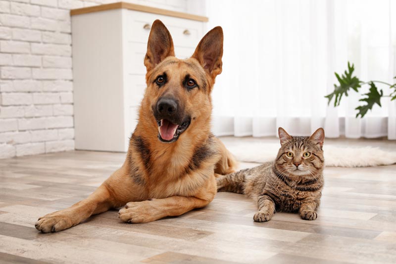 10 Pet Insurance Comparisons in 2026