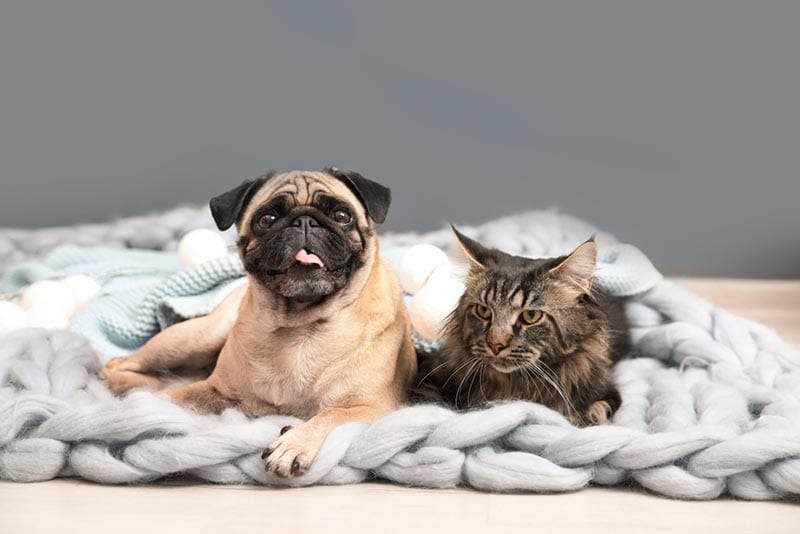 10 Best Pet Insurance Providers in Minnesota - 2026 Reviews & Top Picks