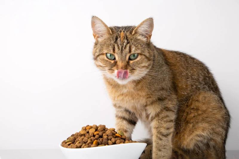 10 Best Cat Foods for Diarrhea in the UK — 2026 Reviews & Top Picks