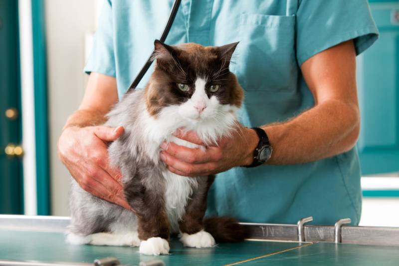 Amitriptyline for Cats: Our Vet Explains Usage, Safety & FAQ