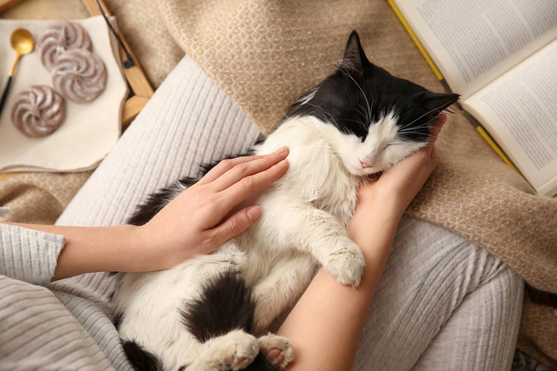 Why Is My Cat Shaking When They Purr? 4 Likely Reasons
