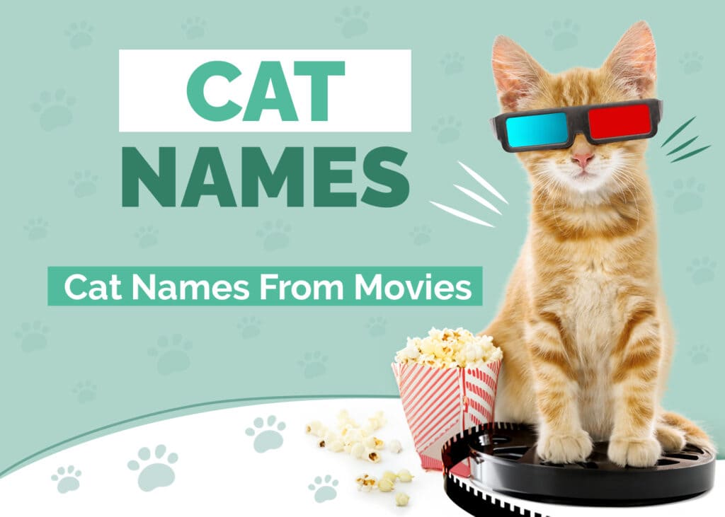 100 Cat Names from Movies: Fun Options For Your Superstar Pet