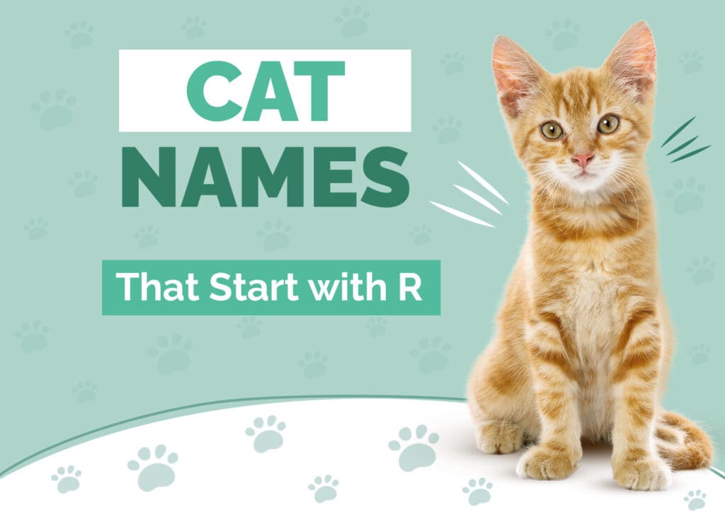 150+ Cat Names That Start with R: Our Top Picks for Your Rambunctious Kitty