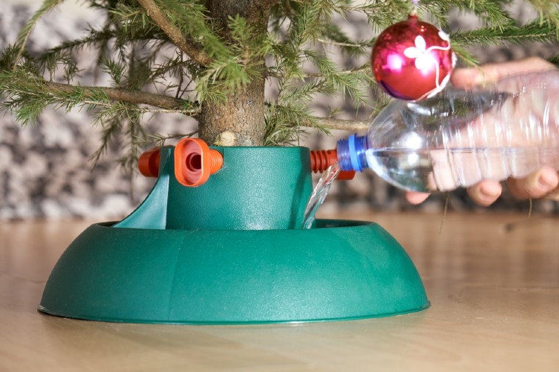 Why Is My Cat Drinking Christmas Tree Water? 7 Reasons and How to Stop It