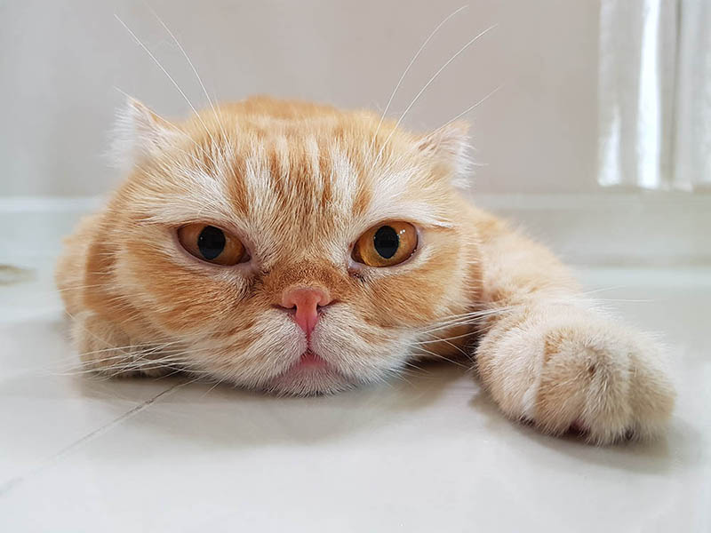Bumps On a Cat’s Nose – Causes, Symptoms, and Care (Vet Answer)