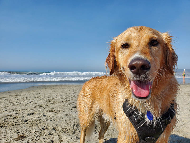 Top 10 Dog-Friendly Beaches in Michigan in 2026: Off- & On-Leash Places to Visit