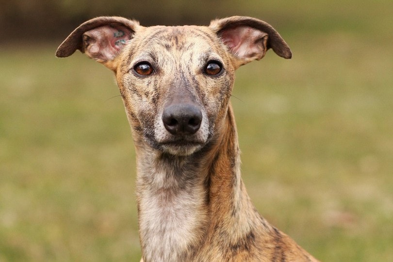 Are Whippets Hypoallergenic? Vet Approved Facts & FAQ