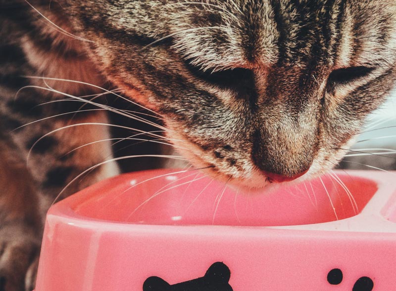 Why is My Cat Suddenly a Picky Eater? 9 Vet-Reviewed Reasons