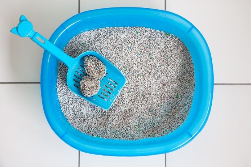 5 Health Risks of Dirty Litter Boxes: Vet Reviewed Facts & Tips