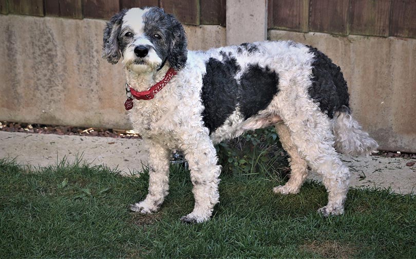 How Big Does a Cockapoo Get? Average Weight & Growth Chart (Vet-Approved)