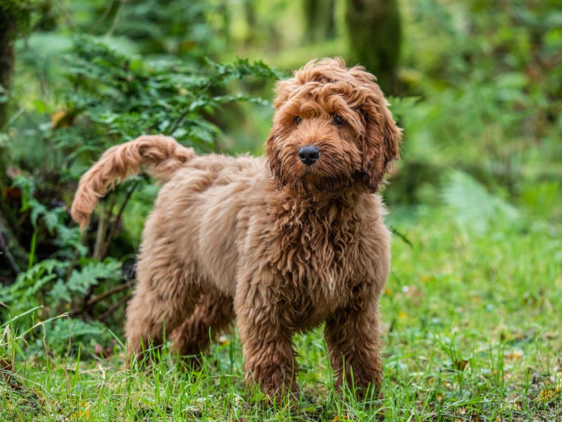 Do Cockapoos Shed a Lot? Hair vs Fur Explained