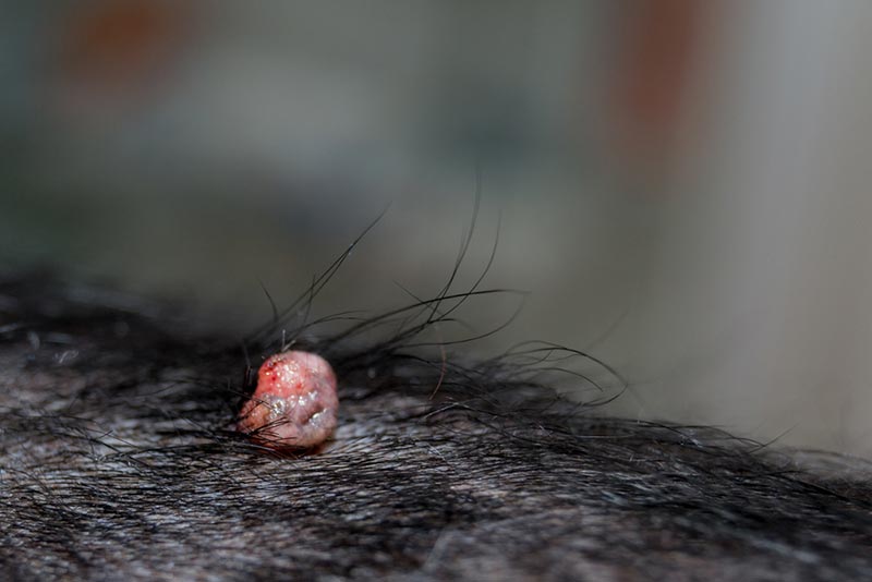 Skin Papilloma & Dog Warts: Our Vet Explains Causes, Signs & Risks