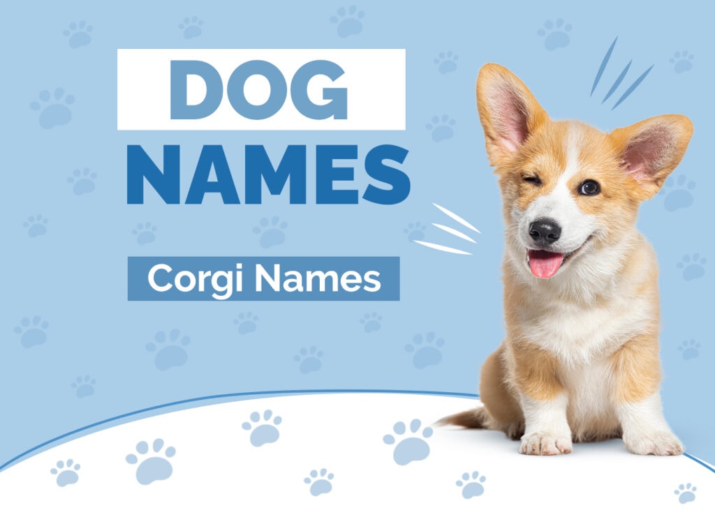 150+ Best Names for Corgis: Ideas For Short & Adorable Dogs