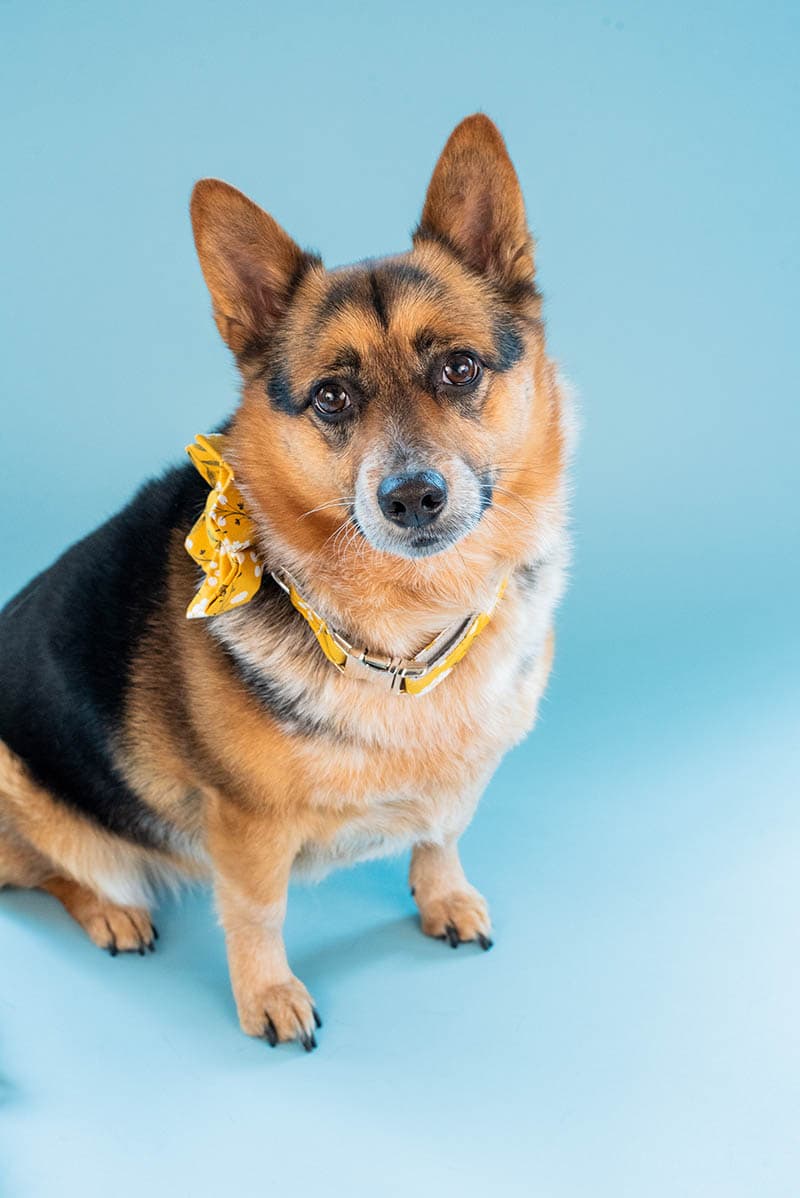 cowboy corgi dog on blue background