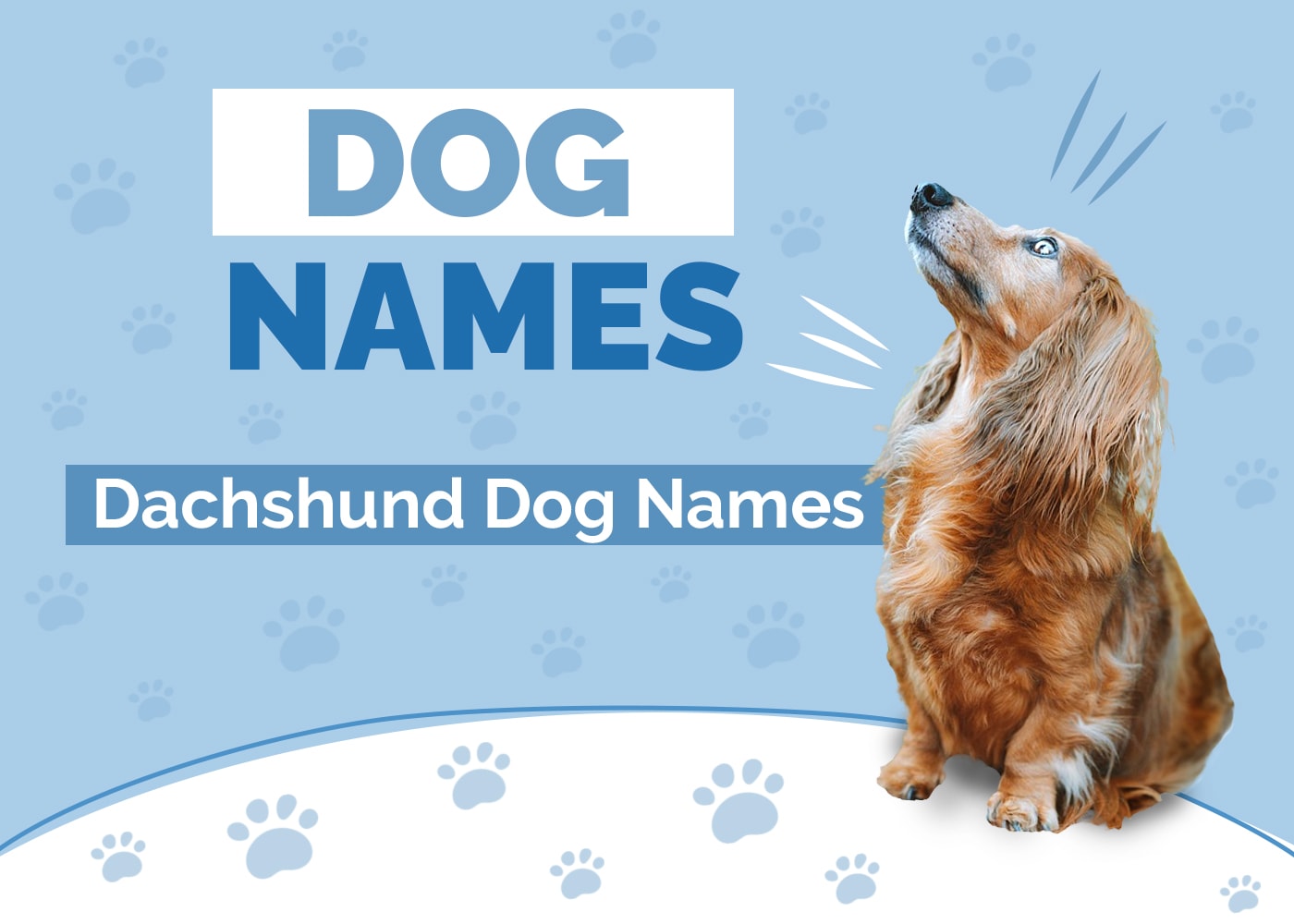 150 Dachshund Names: Winner Ideas for Your Wiener Dog