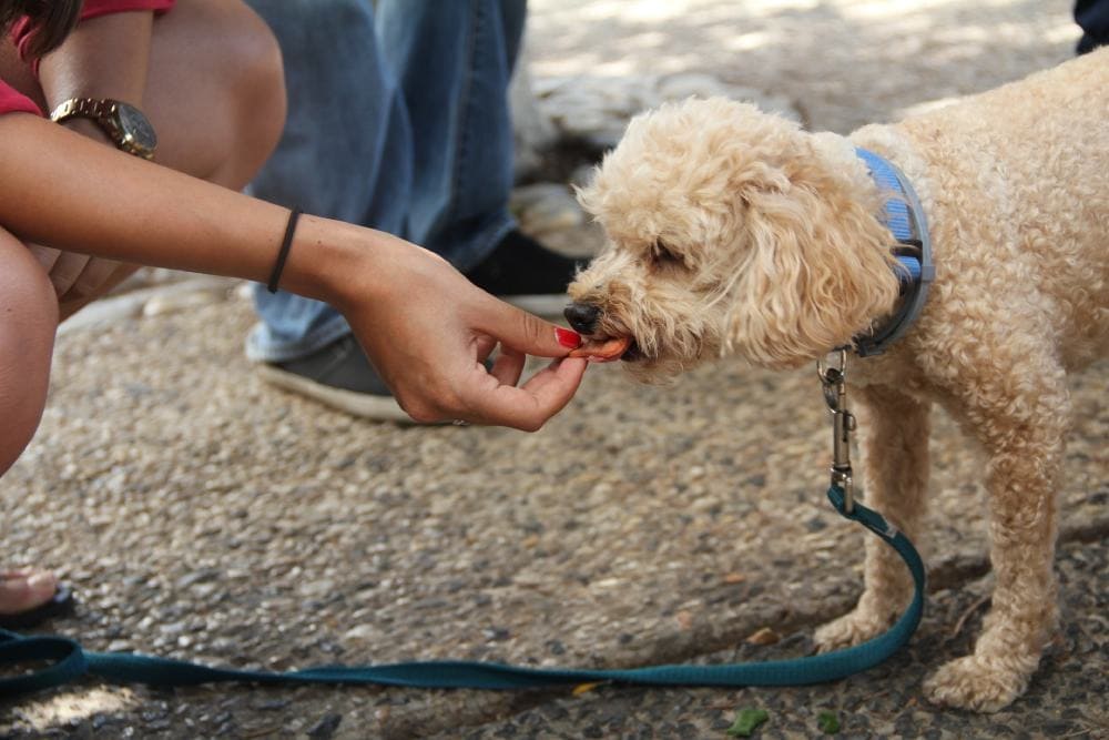 Where to Get Free Dog Food Samples: 8 Options & Tips