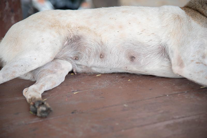 Dog Scabs on Nipples: Causes, Symptoms & Care (Vet Answer)