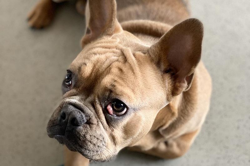 10 Dog Breeds Prone to Cherry Eye: Vet Reviewed Guide & FAQ