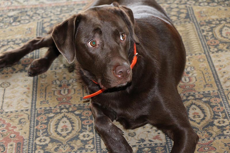 dog with collar lying on the floor