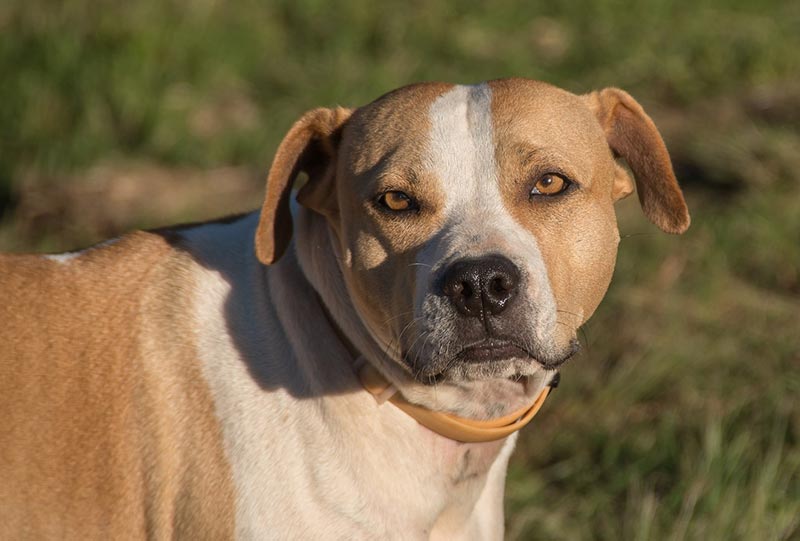 dog with collar